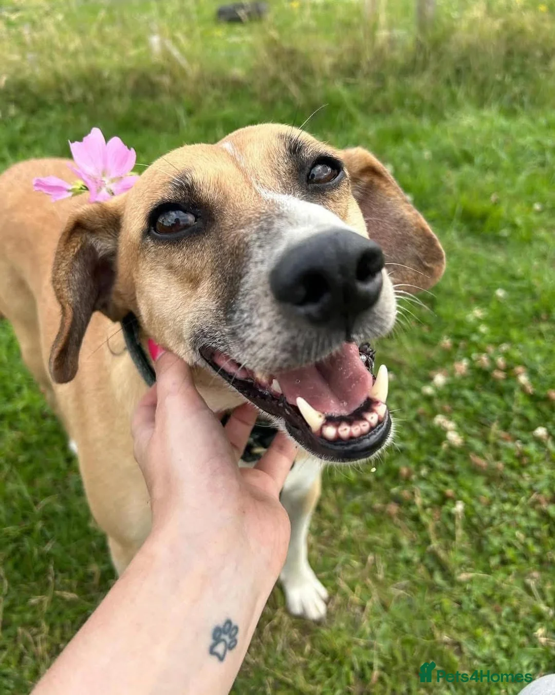 Mixed Breed dogs for adoption: 🧡 Shandy, a real sweetheart 🧡 in Kidderminster - Advert 1
