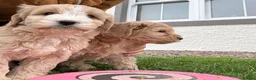 Cockapoo dogs for sale: F1 Cockapoo in Auchterarder - Advert 12
