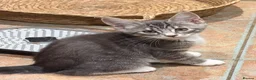 Mixed Breed cats for sale: Stunning kittens  - Advert 2