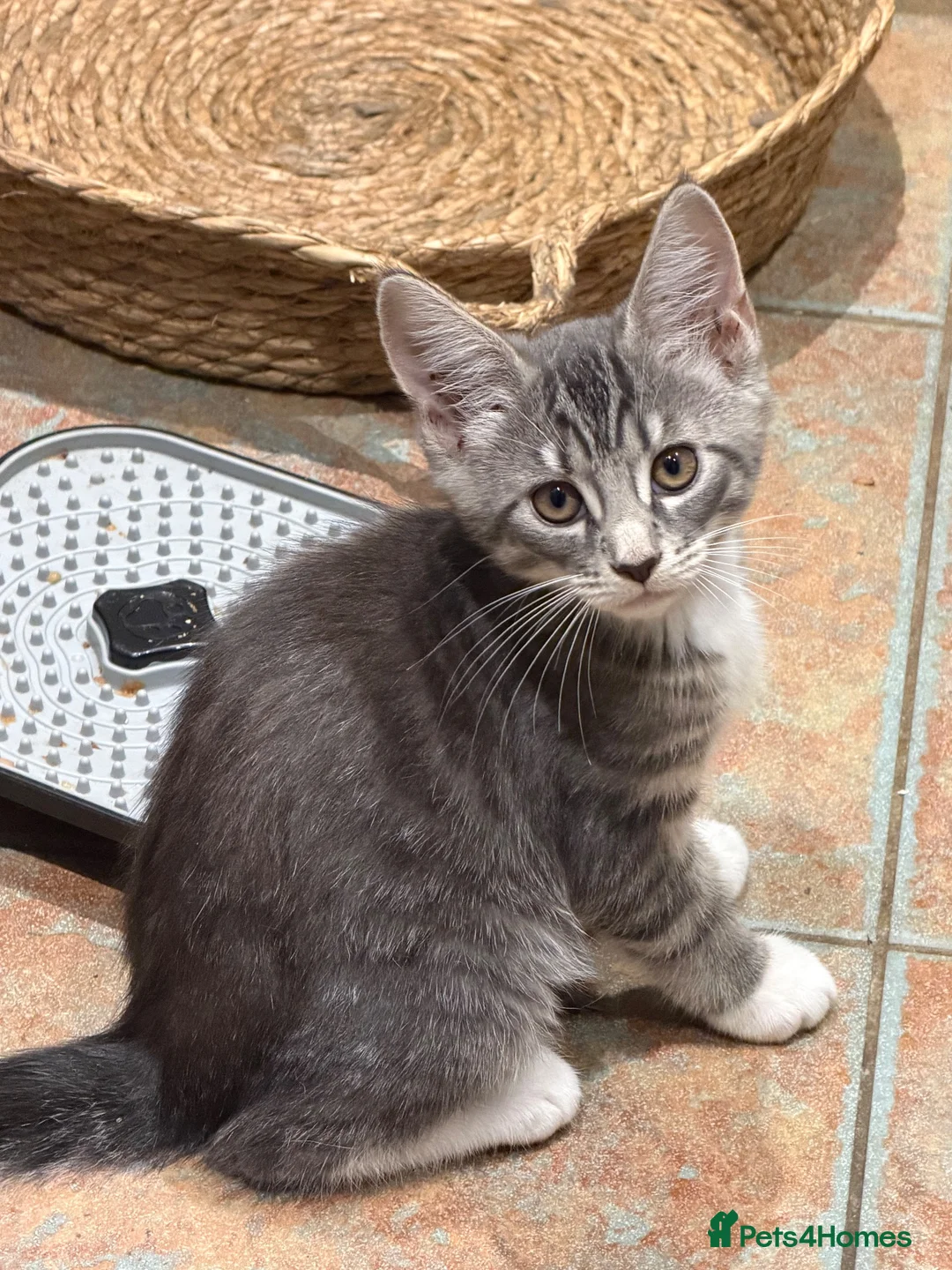 Mixed Breed cats for sale: Stunning kittens  - Advert 2