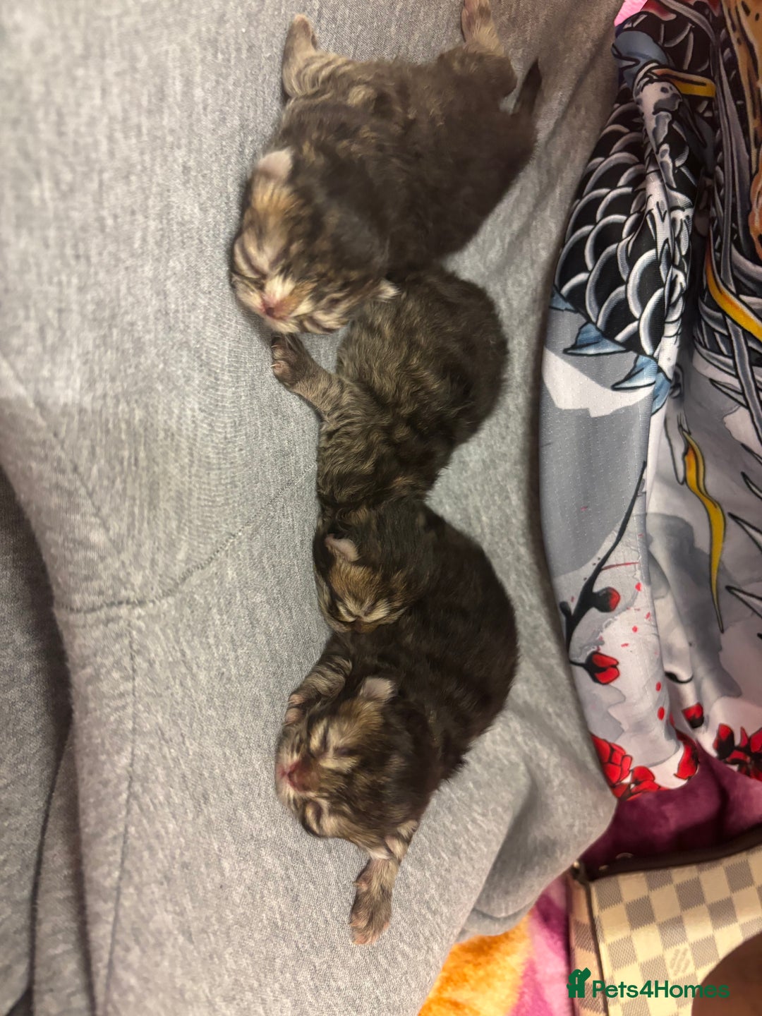 Persian cats for sale: 3 persian chinchillas 1 male 2 females - Image 10