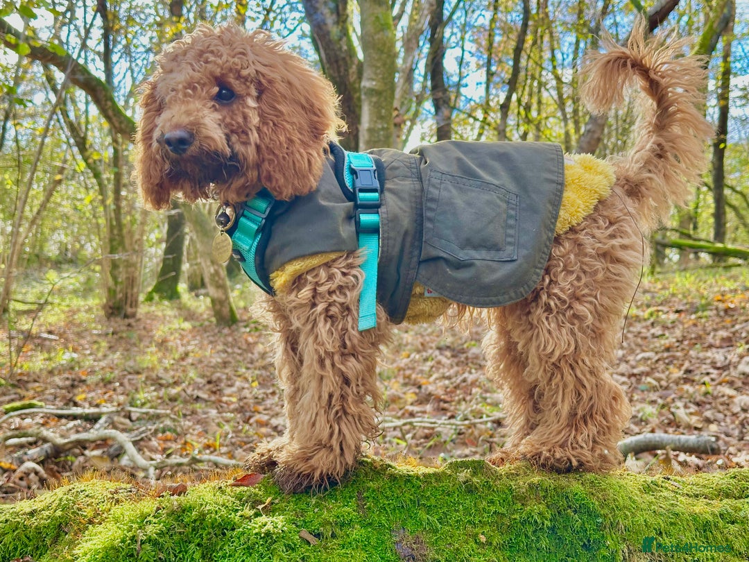 Cavapoo dogs for sale: Poppy,  beautiful  Red Cavapoo - Image 4