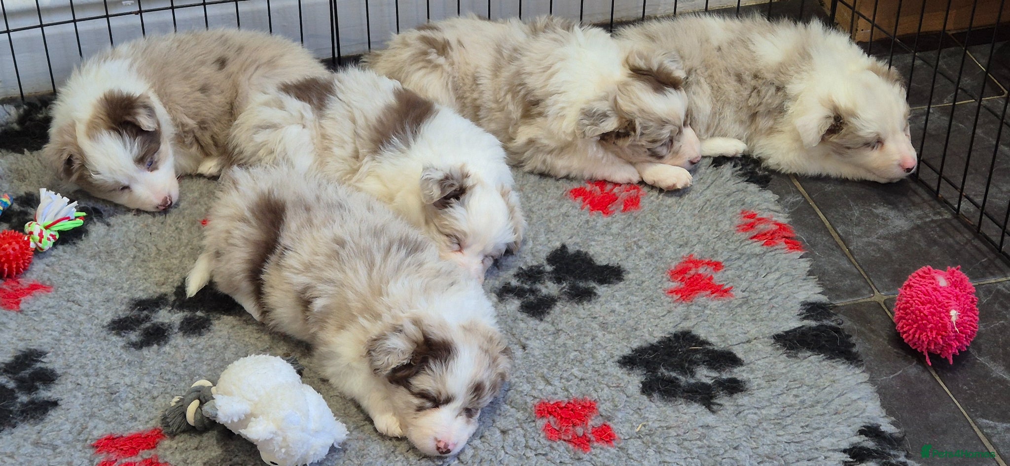 Border Collie dogs Outstanding litter Longhaired Merle border collies - Advert 2