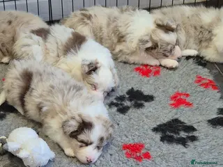 Border Collie dogs Outstanding litter Longhaired Merle border collies - Advert 8