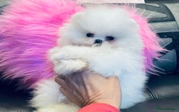 Pomeranian dogs for sale: Stunning teddybear face Boys Ready🌟 - Advert 5