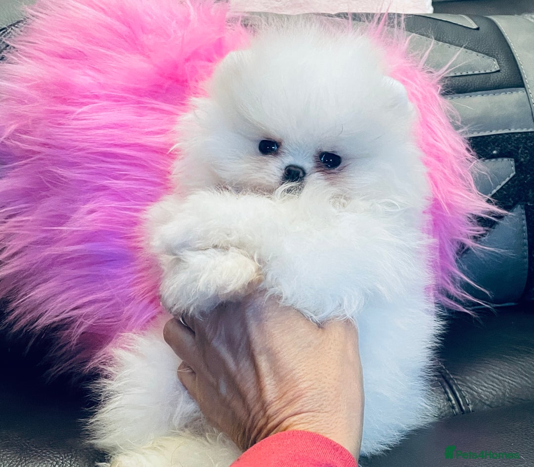 Pomeranian dogs for sale: Stunning teddybear face Boys Ready🌟 - Advert 5