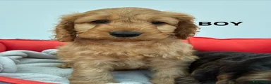 Cockapoo Puppy 2