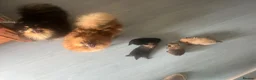Pomeranian dogs for sale: TOY Pomeranians ready to go  - Advert 5