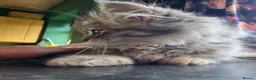 Mixed Breed cats for sale: Super fluffy ragdoll kittens. Cuddly teddy bears - Advert 35