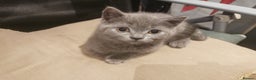 British Shorthair cats for sale: Lovely blue British shorthair kittens  - Advert 5