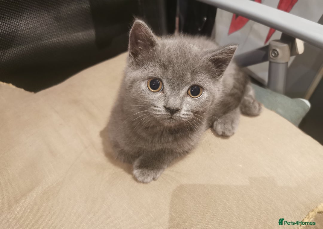 British Shorthair cats for sale: Lovely blue British shorthair kittens  - Advert 5
