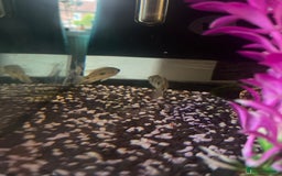 Cichlids fish for sale: Convict Cichlid  - Image 2