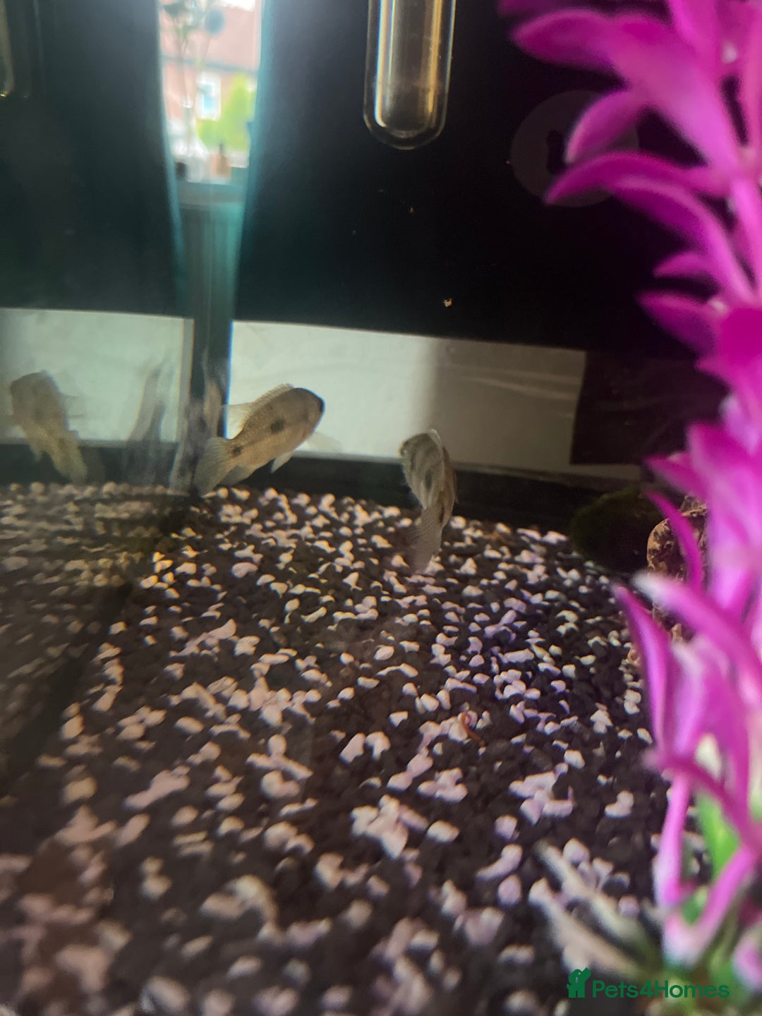 Cichlids fish for sale: Convict Cichlid  - Image 2