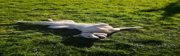 Japanese Akita Inu dogs for sale: Japanese Akita Inu  in Dungannon - Advert 3