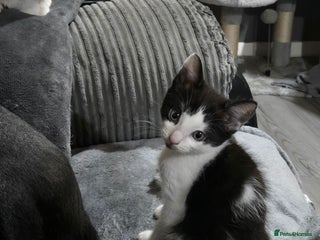 Mixed Breed cats Last boy left - Advert 6