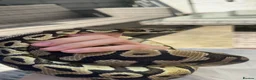 Python Snake reptiles for sale: Ball Python in Harlow - Advert 10