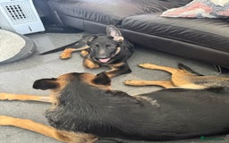 German Shepherd dogs for sale: Male German shepherd  - Image 3