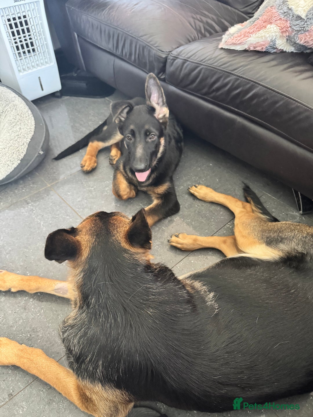 German Shepherd dogs for sale: Male German shepherd  - Image 3