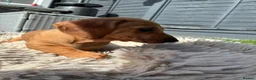 Miniature Dachshund dogs for sale: Miniature Dachshund  - Advert 6