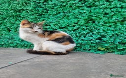 Exotic cats for sale: Cat kitten  - Image 1