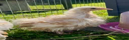 Chickens poultry for sale: Millifleur bantams smooth/frizzle - Advert 6
