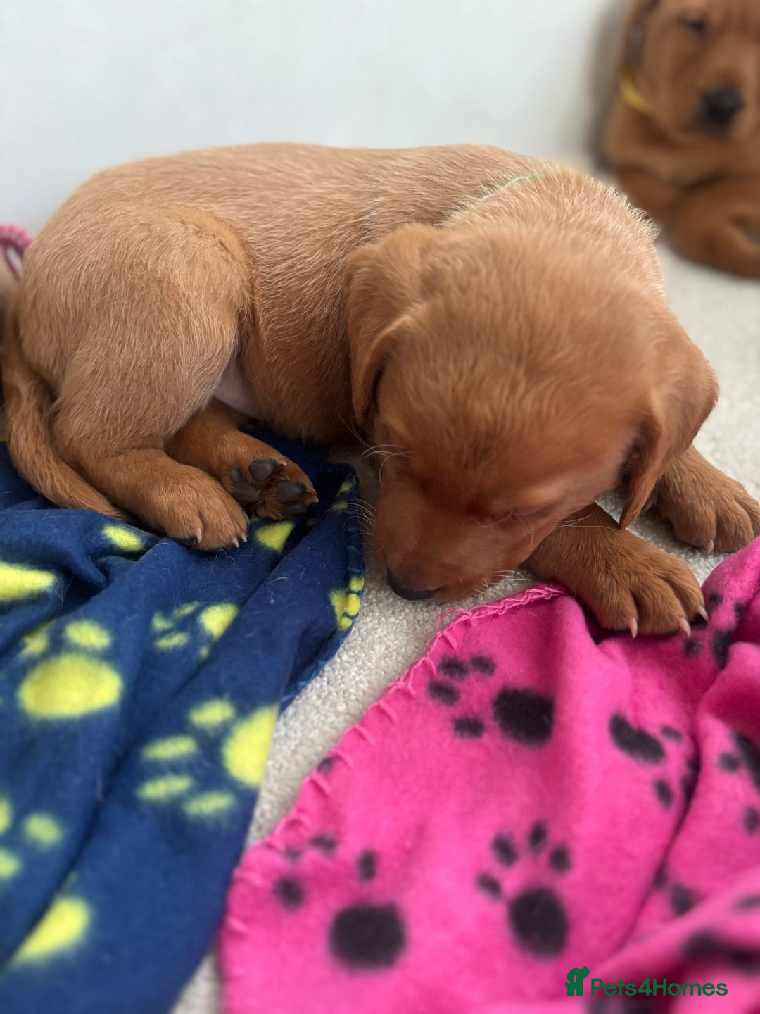 Labrador Retriever dogs for sale: Beautiful KC Fox Red Labrador Puppies - Image 8