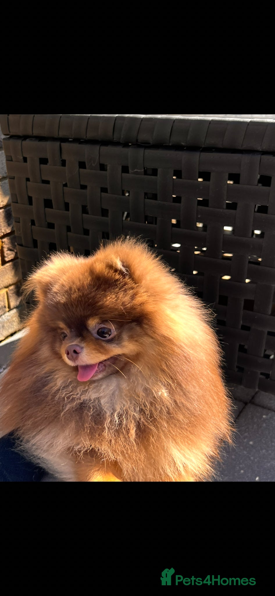 Pomeranian dogs Proven FCI Reg Choc & Tan Pomeranian Stud - Advert 21