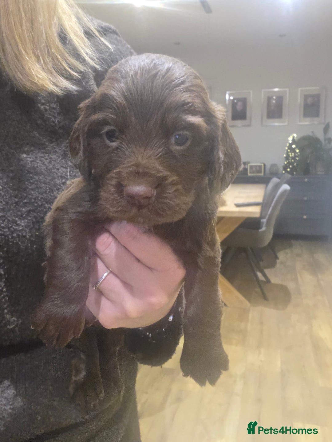 Cocker Spaniel dogs for sale: 🤎 Beautiful chocolate KC working cocker puppies🤎 - Advert 3
