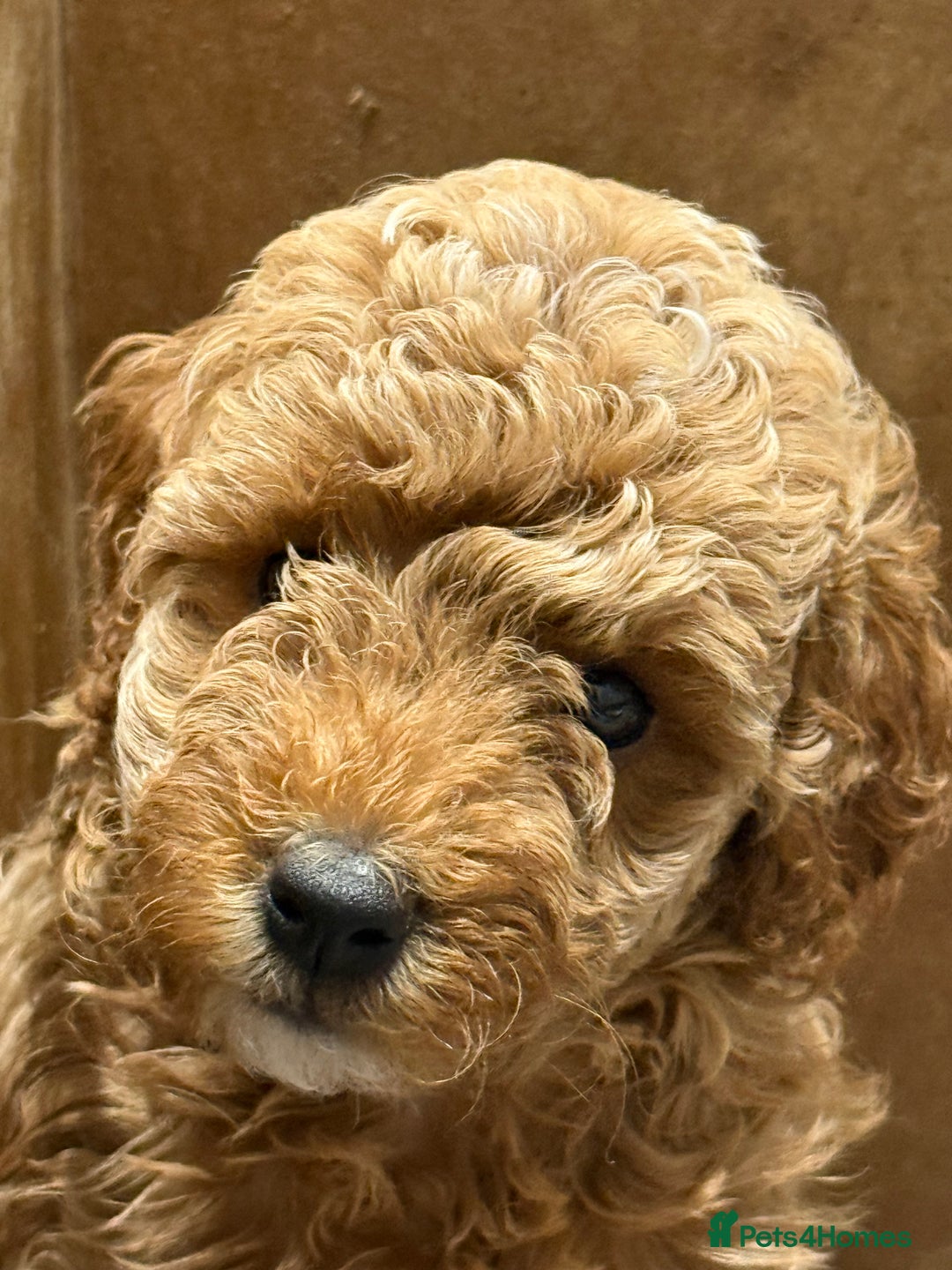 Miniature Poodle dogs for sale: Miniature poodle puppies ready now  - Image 10