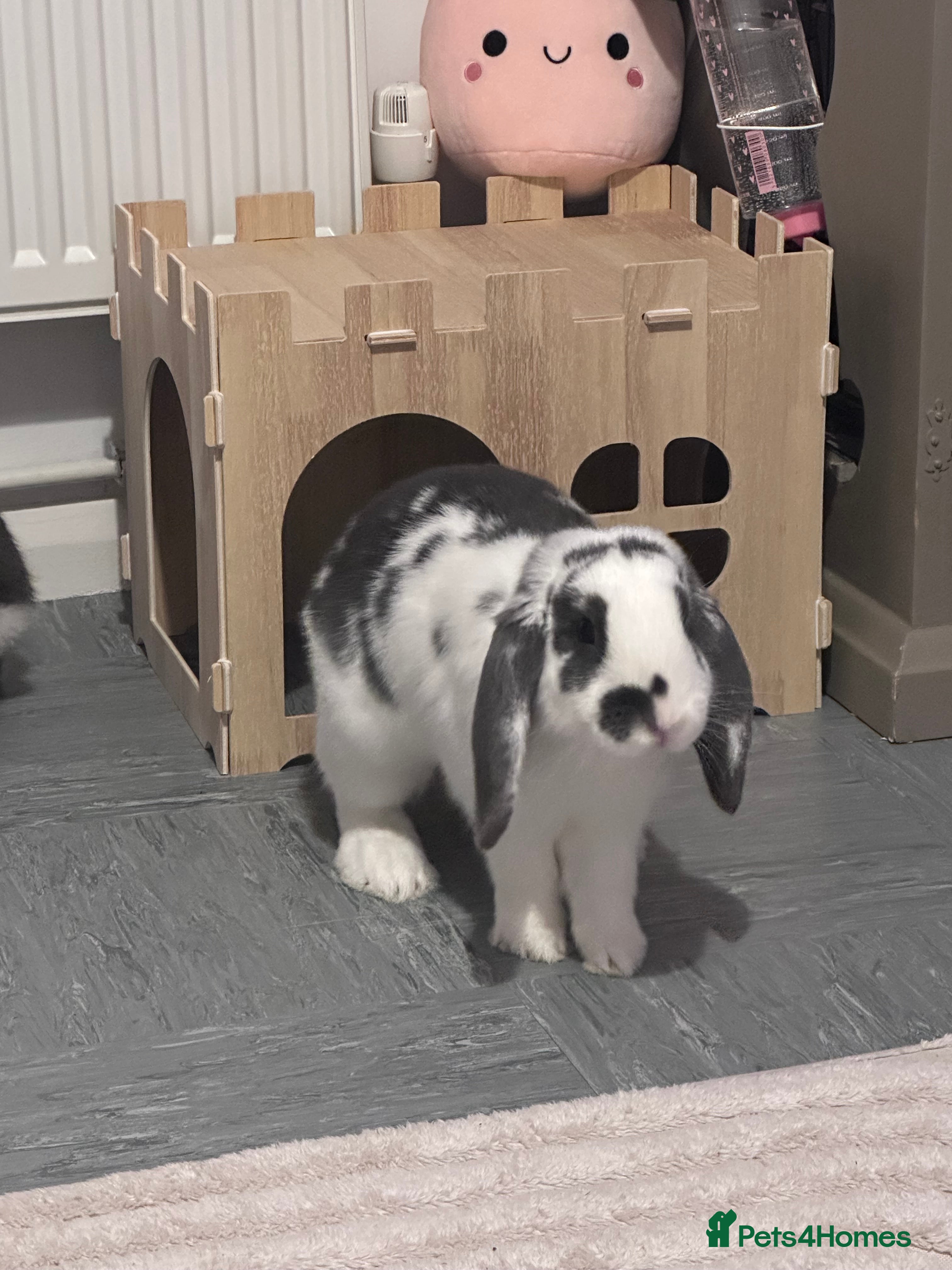 Mini Lop rabbits FREE Neutered male mini lop - Advert 1