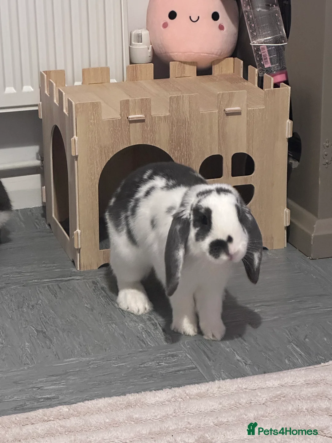 Mini Lop rabbits for sale: FREE Neutered male mini lop - Advert 1