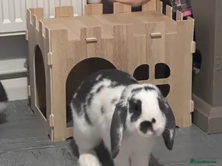 Mini Lop rabbits FREE Neutered male mini lop - Advert 13