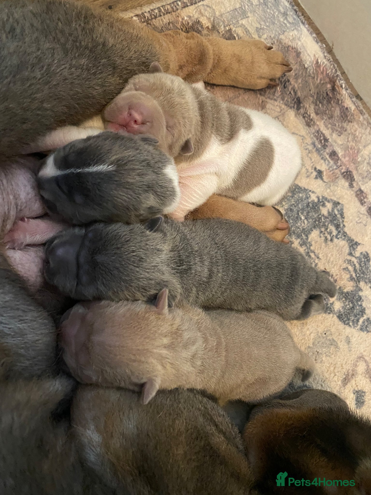 Shar Pei dogs Beautiful shar pei puppies - Advert 3