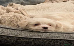 Maltese dogs for sale: Absolutely adorable Maltese girl  - Image 24