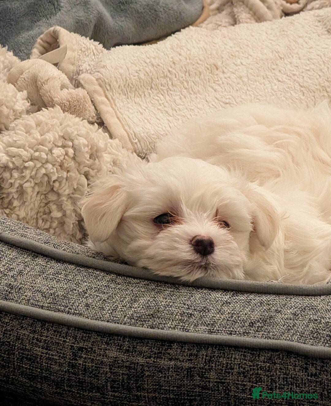 Maltese dogs for sale: Absolutely adorable Maltese girl  - Image 24
