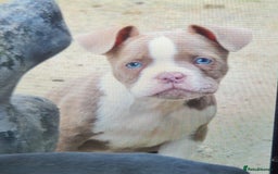 American Bully dogs for sale: Exotic American bully pups blood lines of bitcoin  - Image 3