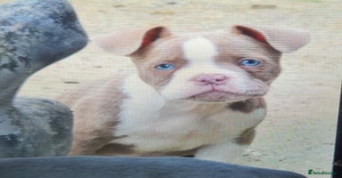 American Bully dogs - Advert 11