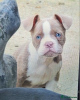 American Bully dogs - Advert 5