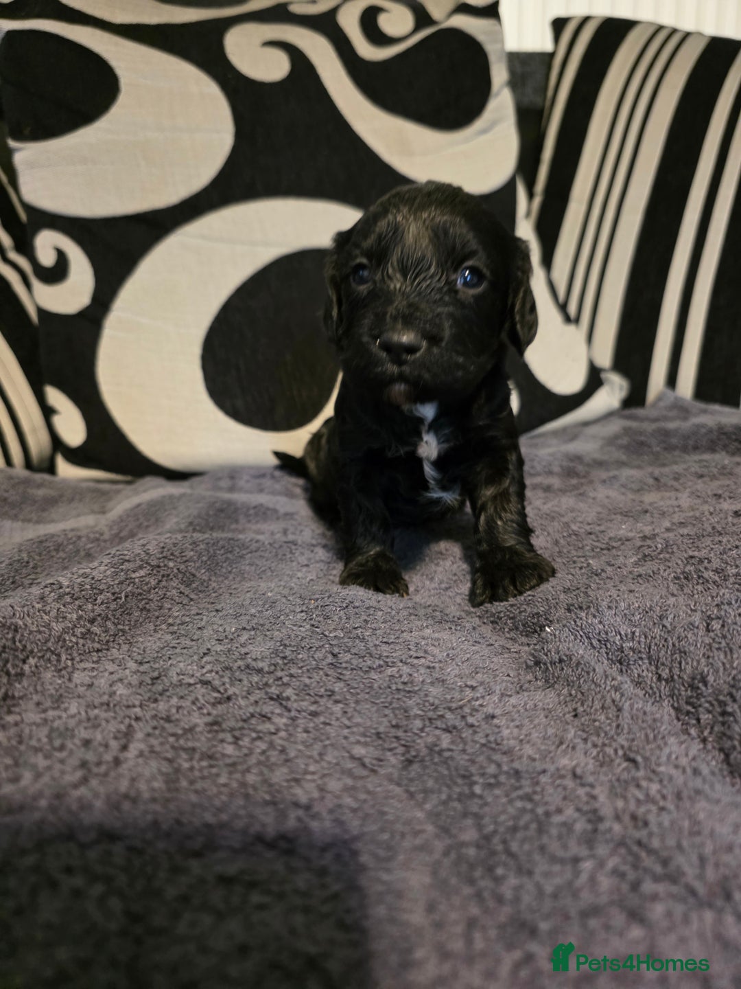 Cockapoo dogs for sale: F1B Cockapoo puppies - Advert 6