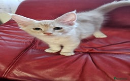 Maine Coon cats for sale: Large Breed Maine Coon cross  - Image 8