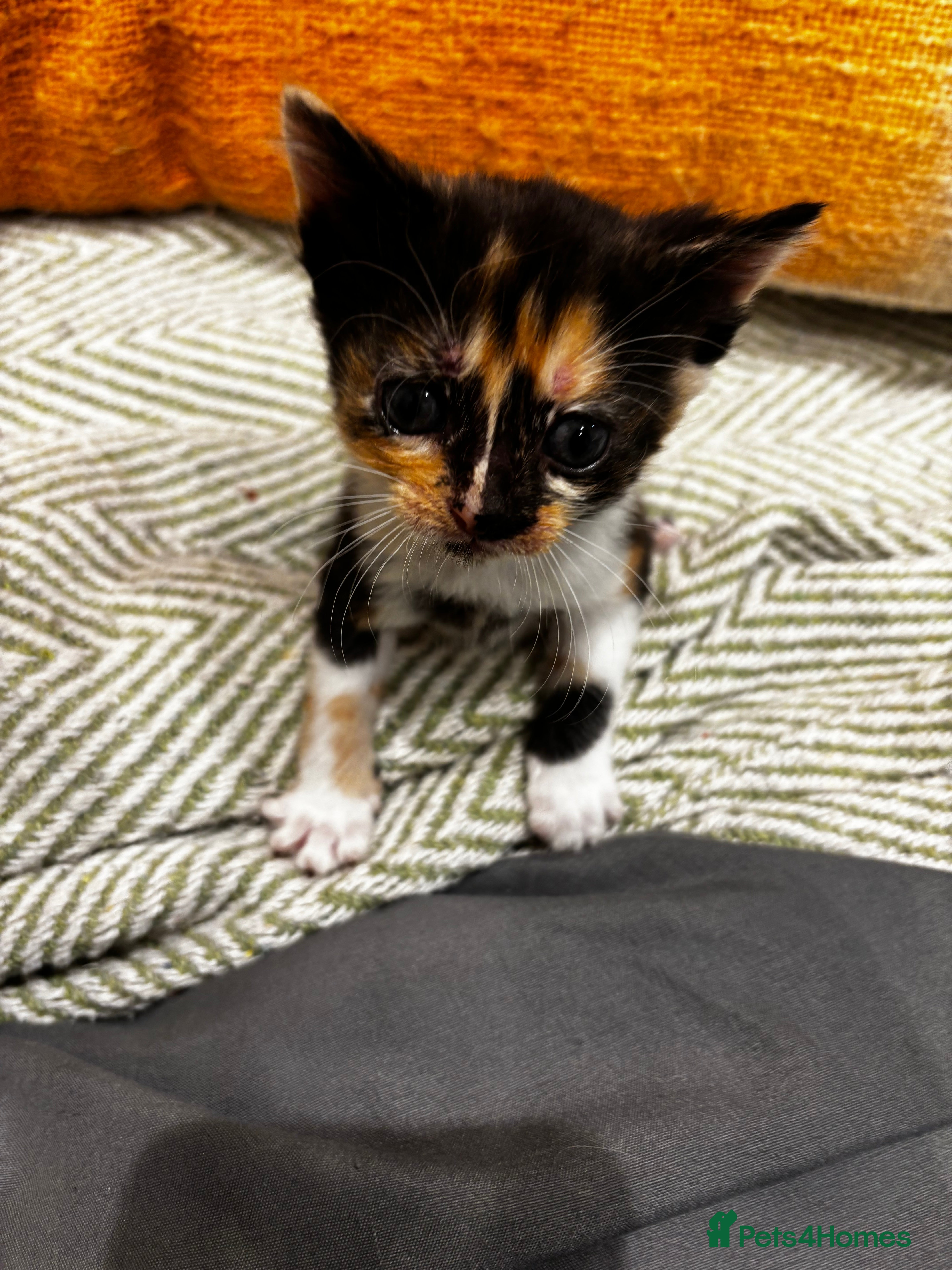 Mixed Breed cats Adorable Mixed Breed Kittens Japanese Bobtail Mum  - Advert 22