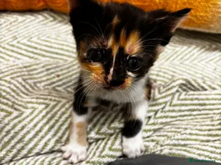 Mixed Breed cats Adorable Mixed Breed Kittens Japanese Bobtail Mum - Advert 22