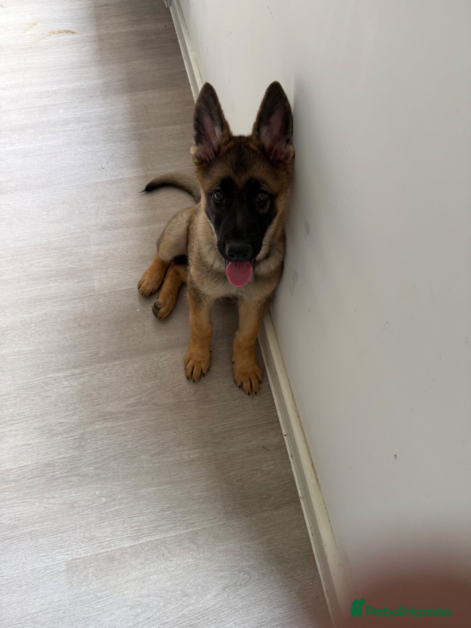 German Shepherd dogs German shepherd 15weeks  - Advert 8