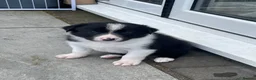 Border Collie dogs for sale: Border collie puppies for sale  in Carlisle - Advert 9