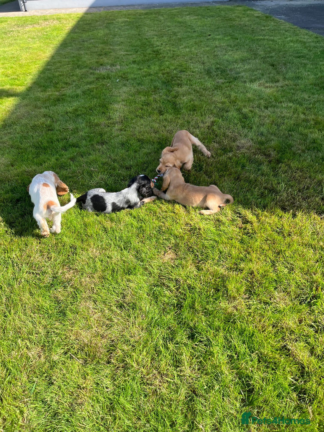 Cocker Spaniel dogs for sale: KC Health tested show type cocker spaniel puppies - Image 17