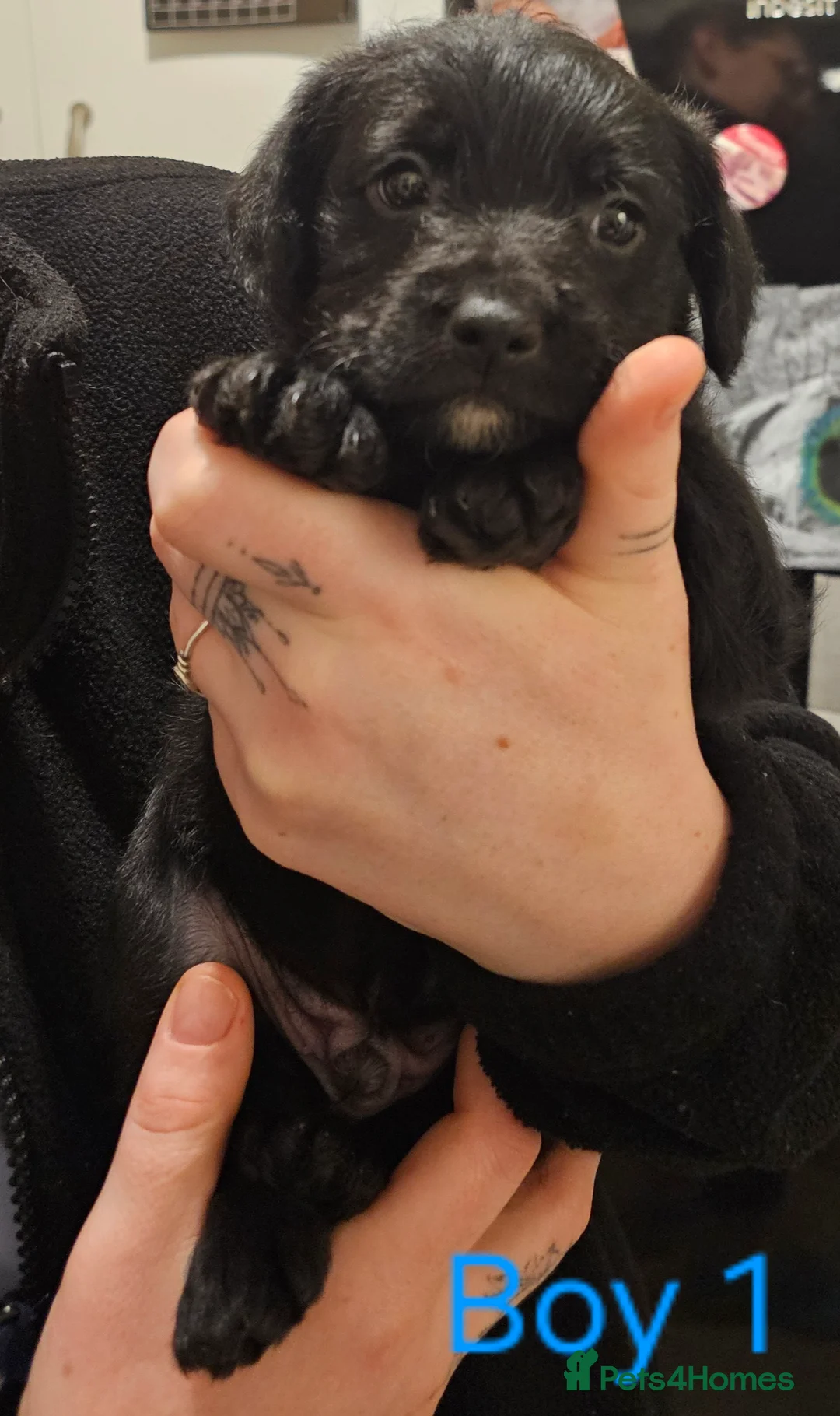 Mixed Breed dogs for sale: Froodle puppies  - Advert 10