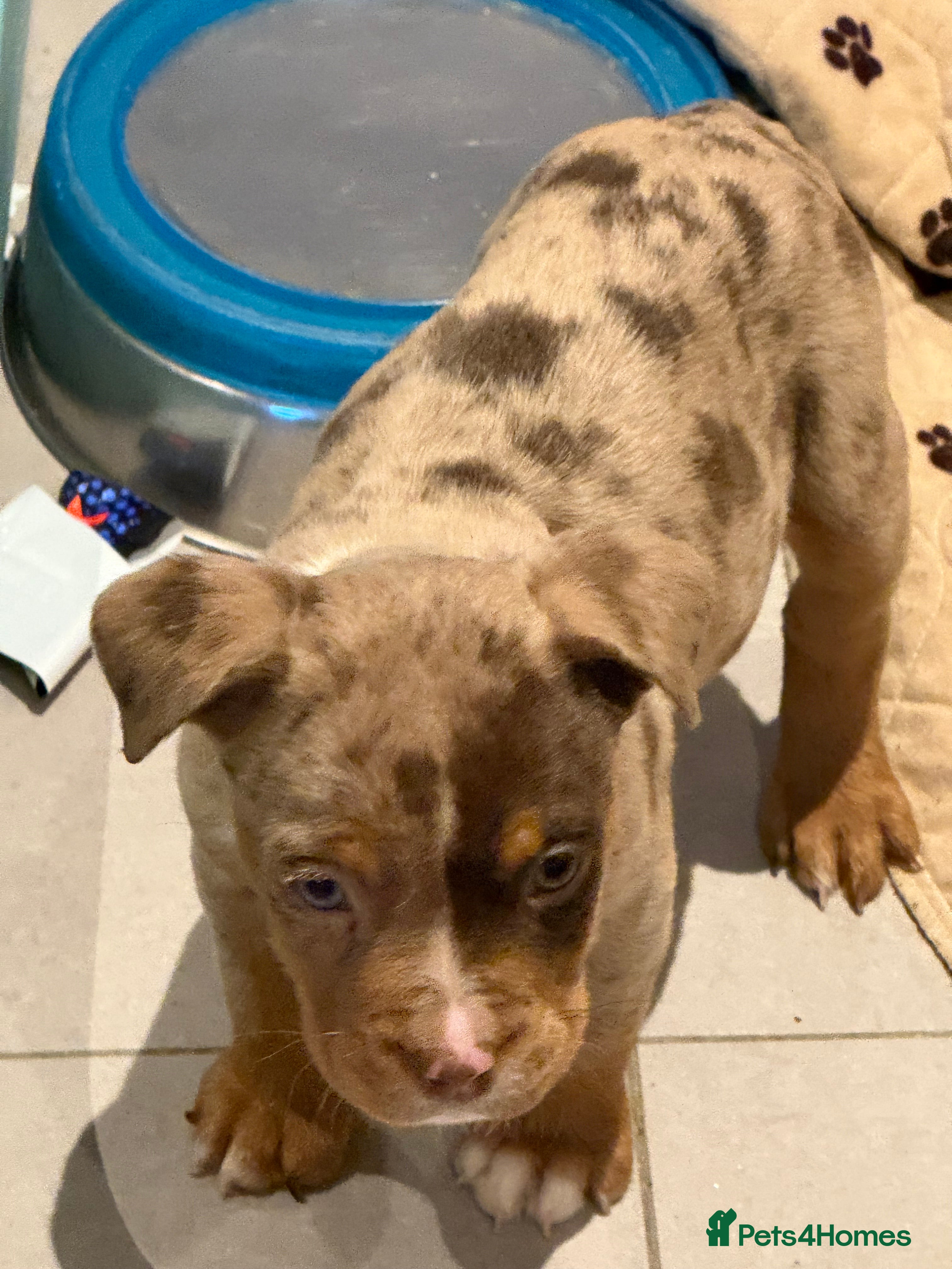 Old Tyme Bulldog dogs Olde English Fluffy bulldog puppies - Advert 1