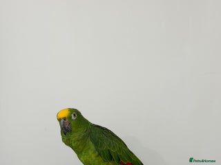 Parrots birds Panama Amazon - Advert 1