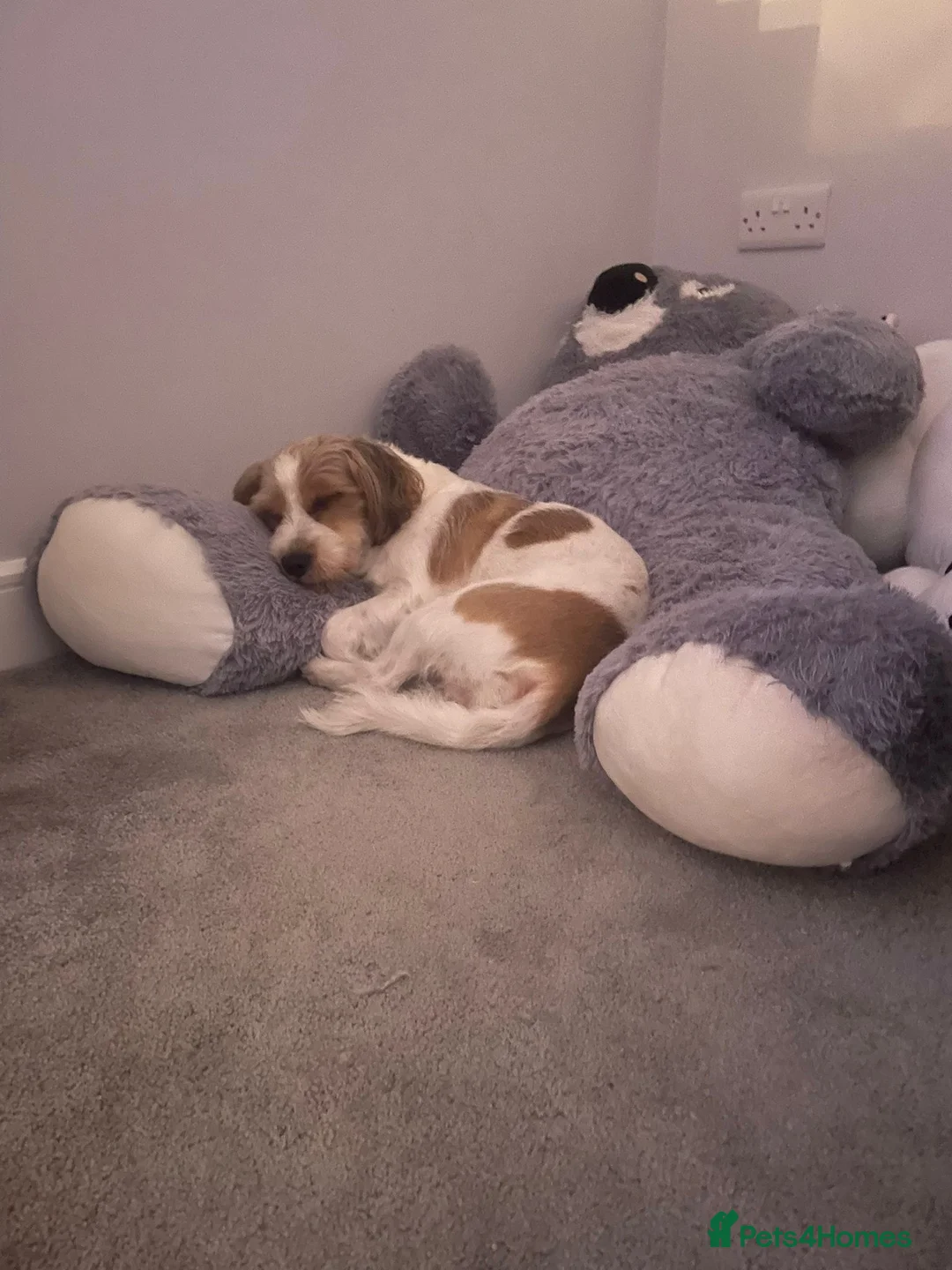 Mixed Breed dogs for sale: Jack Russell x Shih Tzu  - Advert 10