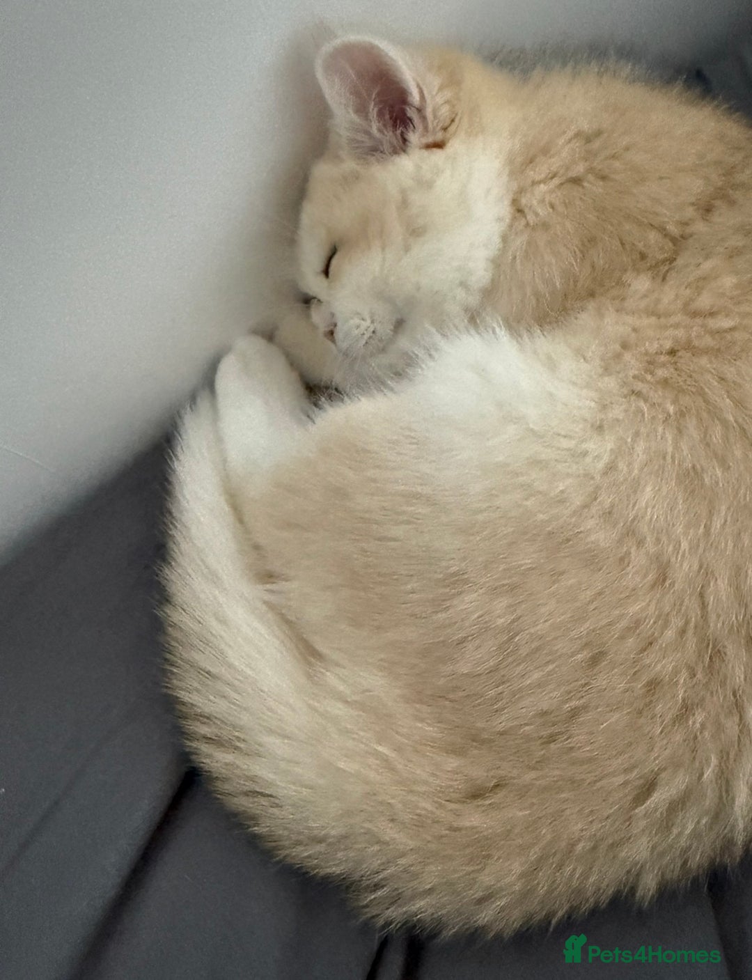 British Shorthair cats for sale: pedigree Golden British Shorthair girl - Image 4